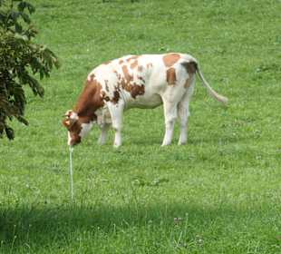 Unterwegs im Wandergebiet Ruhpolding