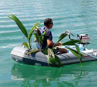 Kokospalmentransfer in der Marina Grande-Saline
