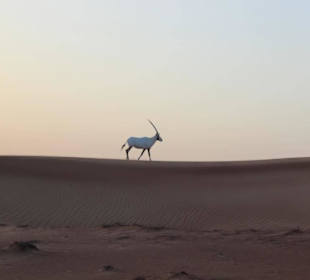 Wüstentour mit dem Jeep