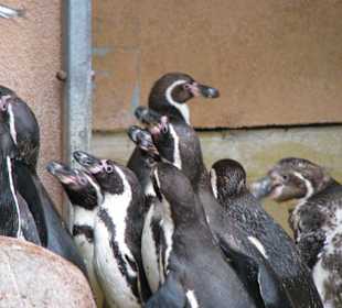 Pinguine bei der Fütterung
