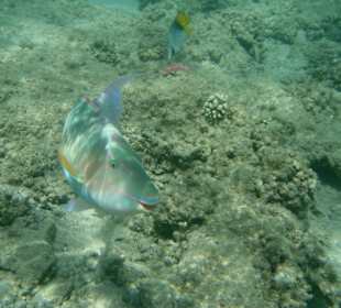 Schnorcheln in der Bay