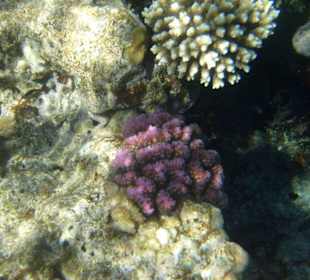 Far Garden Reef