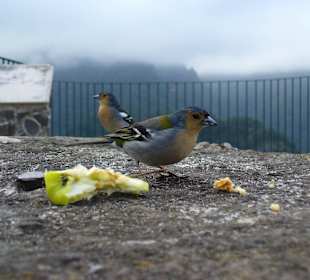Manchmal rotzfrech: Madeirafinken