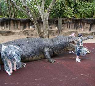 Ausgestopft oder doch nur Spielkrokodil?