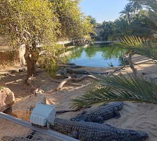 Krokodilfarm Animalia