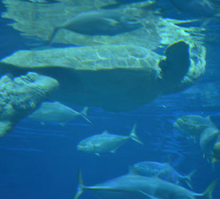 Unter dem Meer *sing*