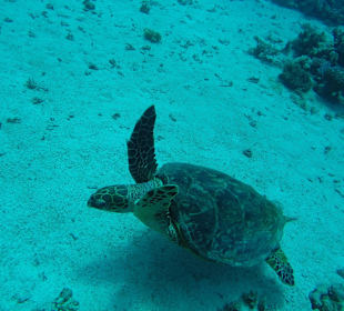 Schildkröte Hausriff
