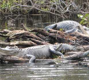 Everglades National Park: Anhinga Trail