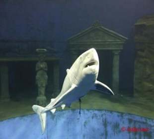 Der will wirklich nur spielen ....