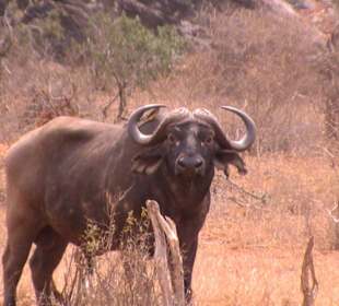 Afrikanischer Büffel