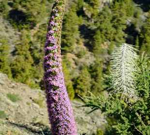 Wächst nur auf den Kanaren , in großer Höhe