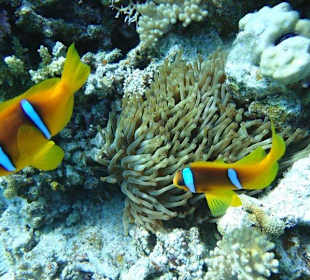 Fastination unter Wasser