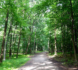 Spaziergang durch den Stadtwald Verden