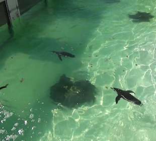 Guinitate Tropical Park