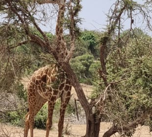 Pure Nature - Safaris in Kenya