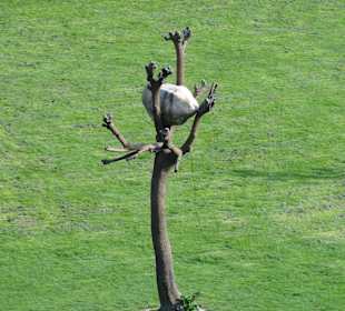 Die Skultur in der Parklandschaft