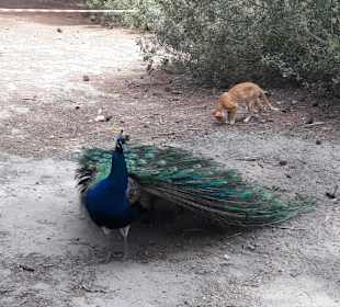 Pfau
