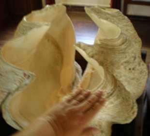 Kloster-Museum Riesenmuschel