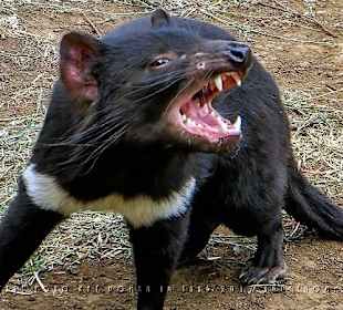 Zähne zeigen!  - "Tassie Devil" im Zoodoo Zoo.