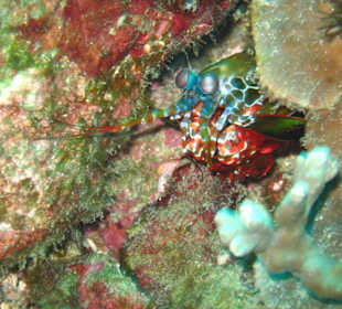 Bunter Fangschreckenkrebs