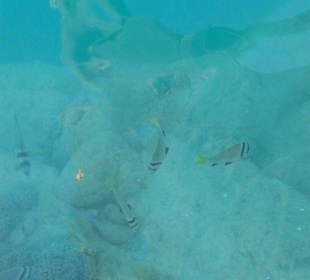 Unterwasser in Sharm-el-Naga