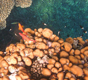 Fische im Hausriff Tulip Resort