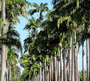 Blick in die Allee Dumanoir