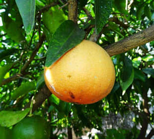 Grapefruit im Zitronengewächshaus