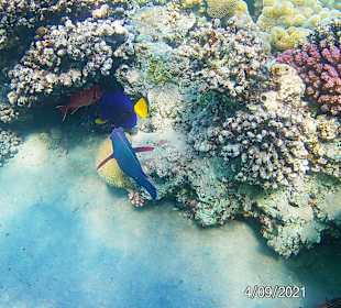 Schnorcheln Makadi Bay