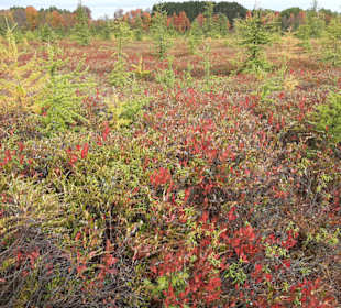 Mer Bleue Bog