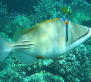 Hausriff Arabia Azur