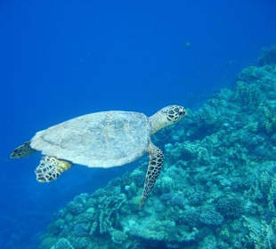 Tortue