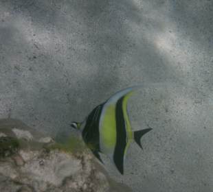 Unterwasser Bewohner