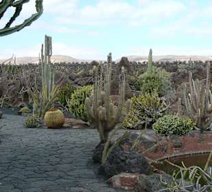 Jardin de Cactus