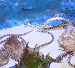 Giftige Wasserschlangen