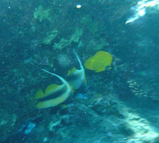 Das "Aquarium" im Roten Meer