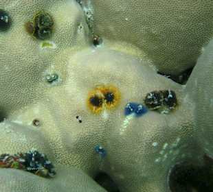 Geniales Schnorchelgebiet - Surin-Island - Thai