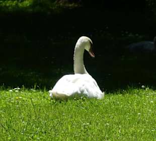Schwanenmama