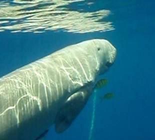 In Abu Dabab wohnt die Seekuh