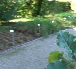 Botanischer Garten München