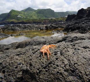 Panazorica Inselrundfahrt