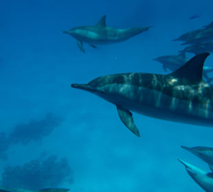 Schnorchelausflug mit der Tauchbasis