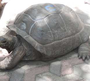 Schildkröten auf Prison Island