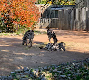Zebras