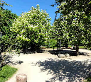 Impressionen aus den Neustadtswallanlagen