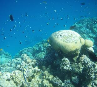 Blick über das Hausriff
