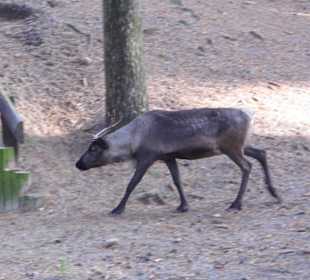 Wildparkimpressionen