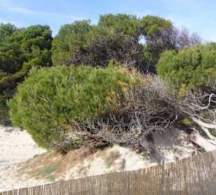 Dünen an der Cala Agulla