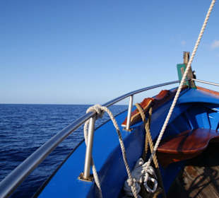Whalewatching mit der Ribeira Brava