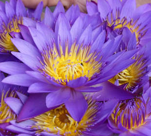 Lotusblume als Gaben